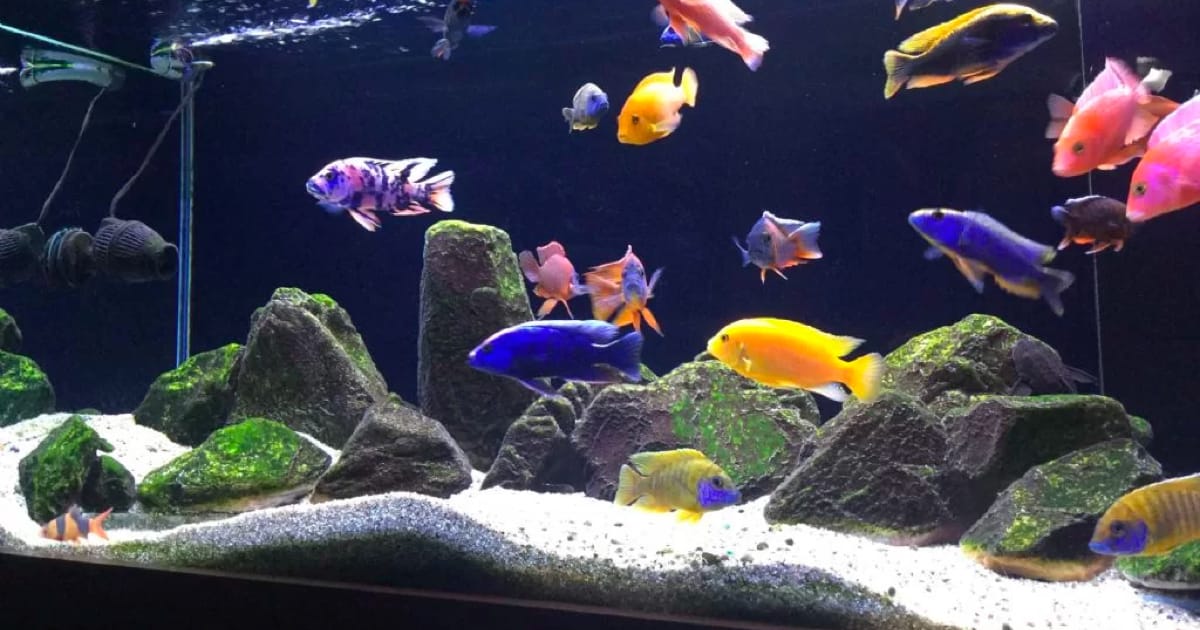 Akvaryum İçin Gerekli Malzemeler
