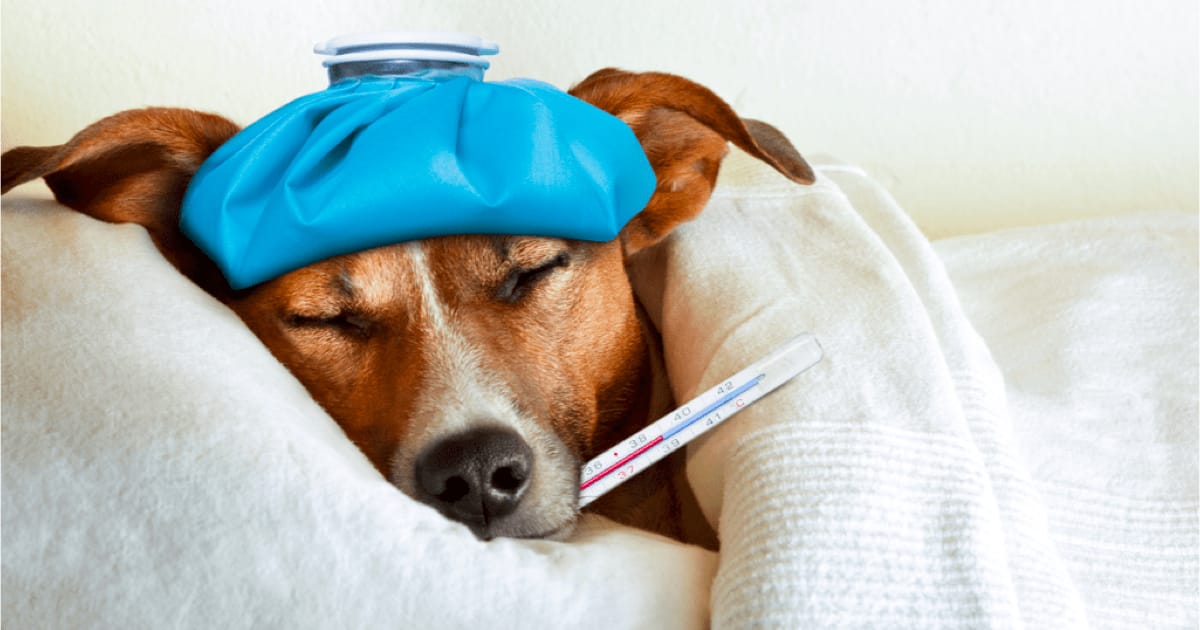 Köpeklerde Hastalık Belirtileri