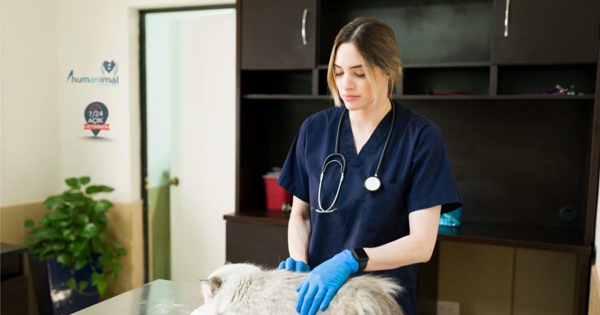 Ankara 7 Gün 24 Saat Açık Veteriner