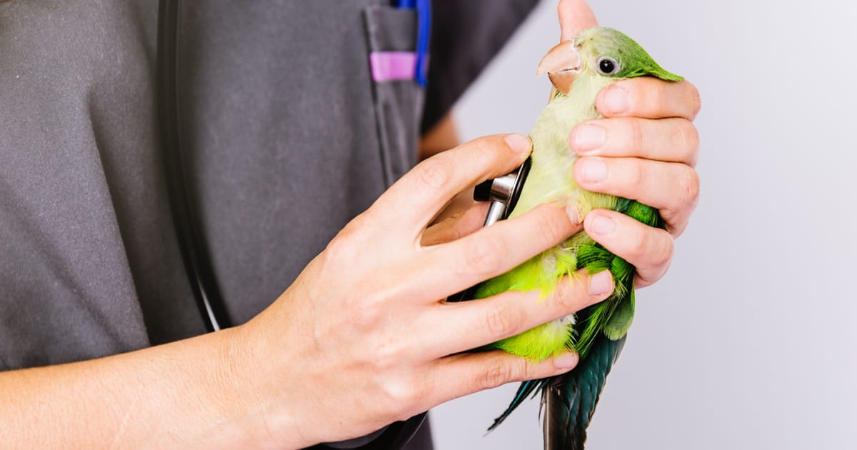 Ankara Kuş Veterineri