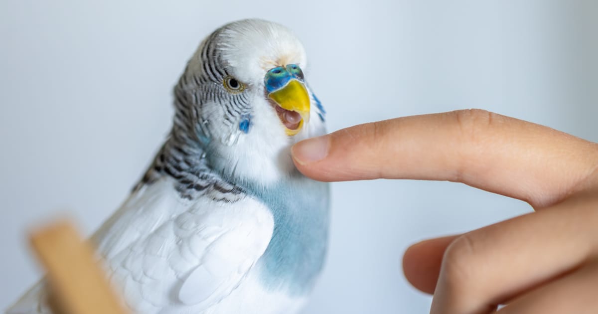 Ankara Muhabbet Kuşu Veterineri Tavsiyesi