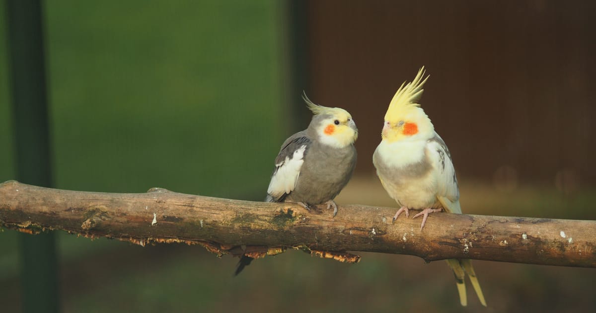 Ankara Sultan Papağanı Veterineri