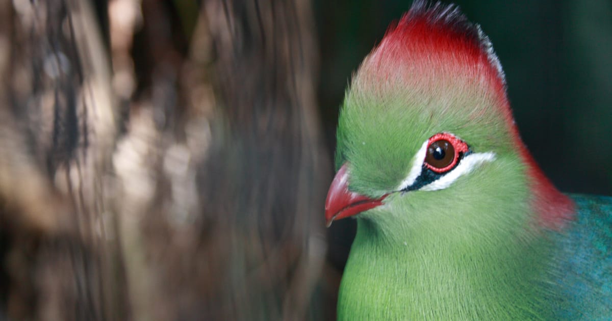 Egzotik Kuşlar İçin Ankara Veteriner