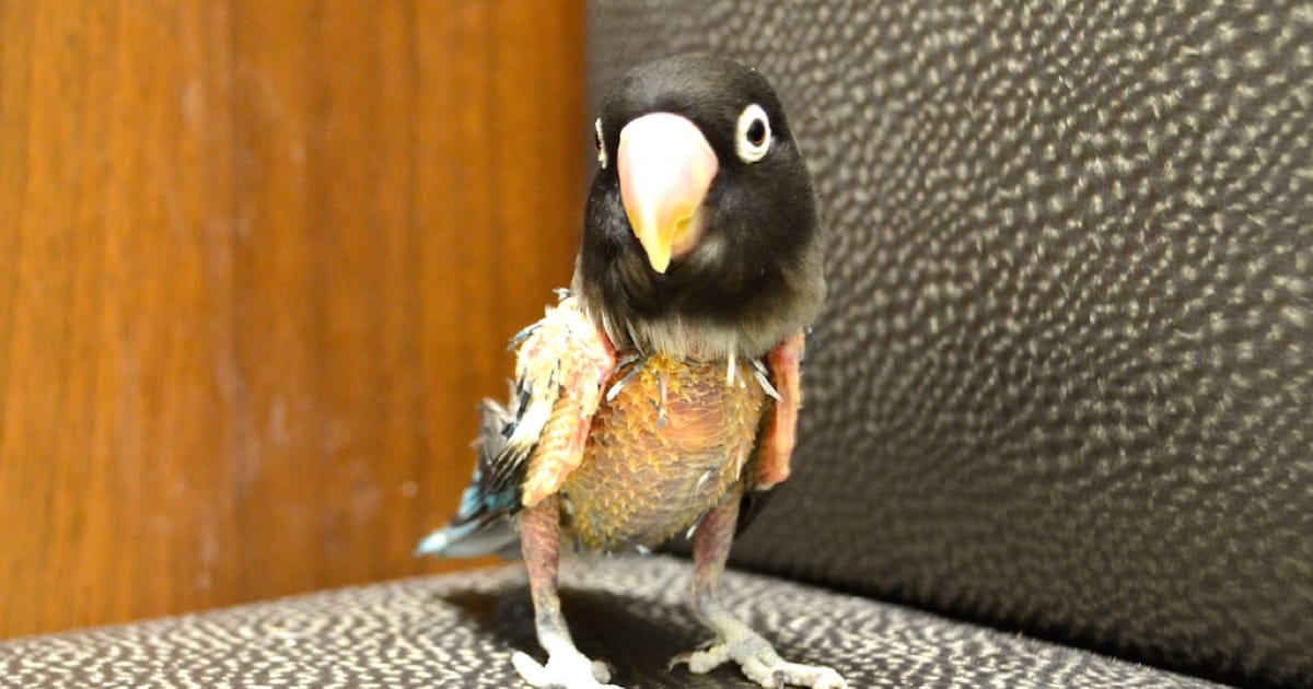 Evcil Kuşlarda Tüy Dökülmesi Neden Olur?