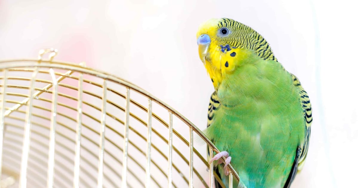 Kuşlarda Tüy Dökülmesi Nedenleri, Belirtileri ve Tedavi Yöntemleri