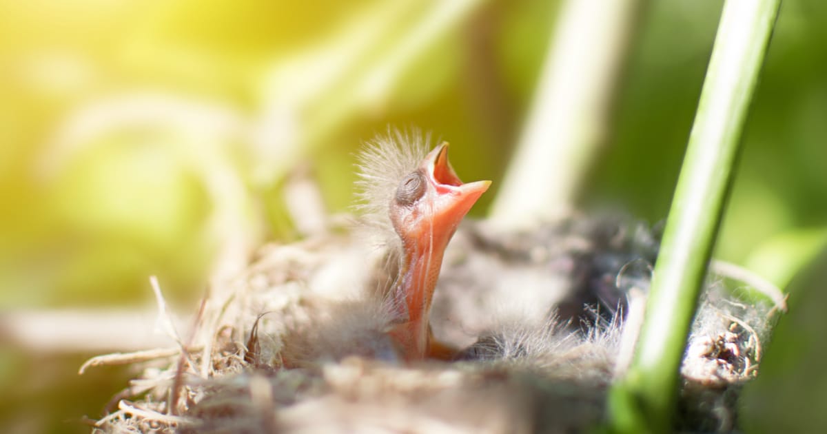 Evcil Kuşlarda Üreme ve Yavru Bakımı