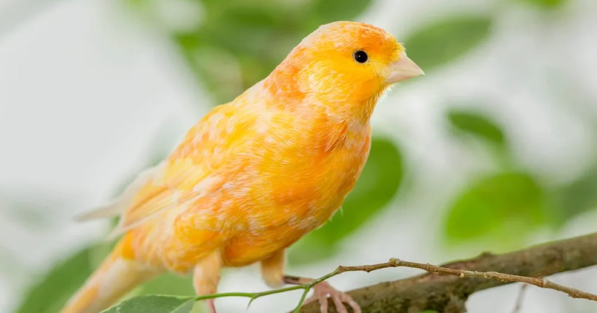 Kanarya Veterineri Ankara’da Nerede?