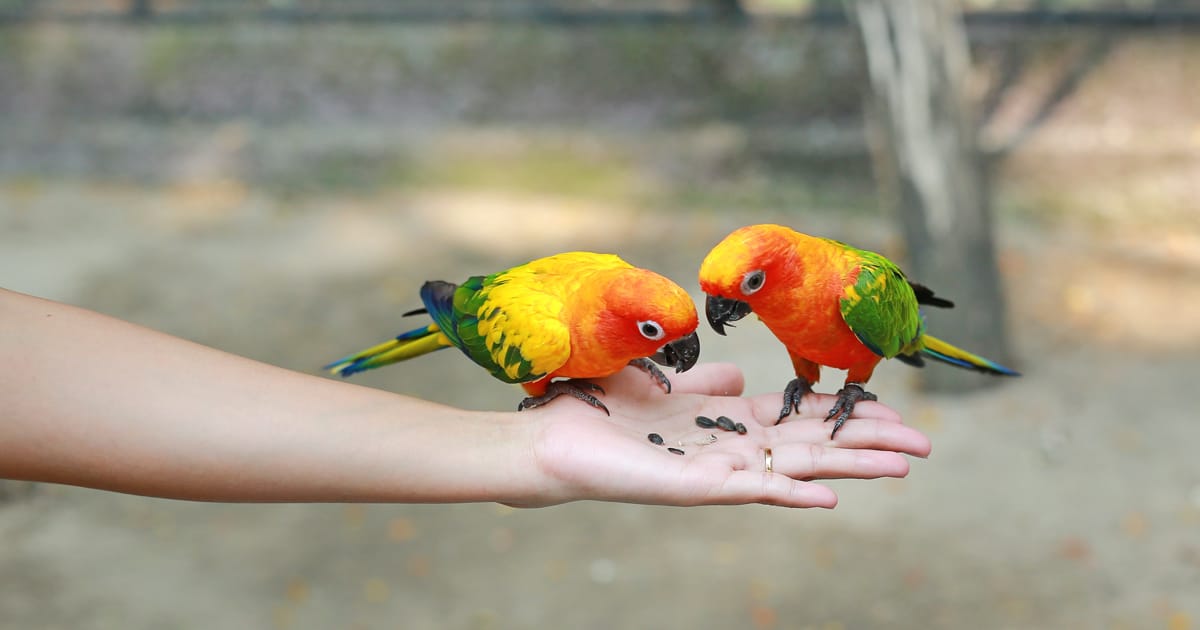 Kuşlar İçin Vitamin Takviyeleri Gerekli mi? Hangi Vitamin Ne İşe Yarar?