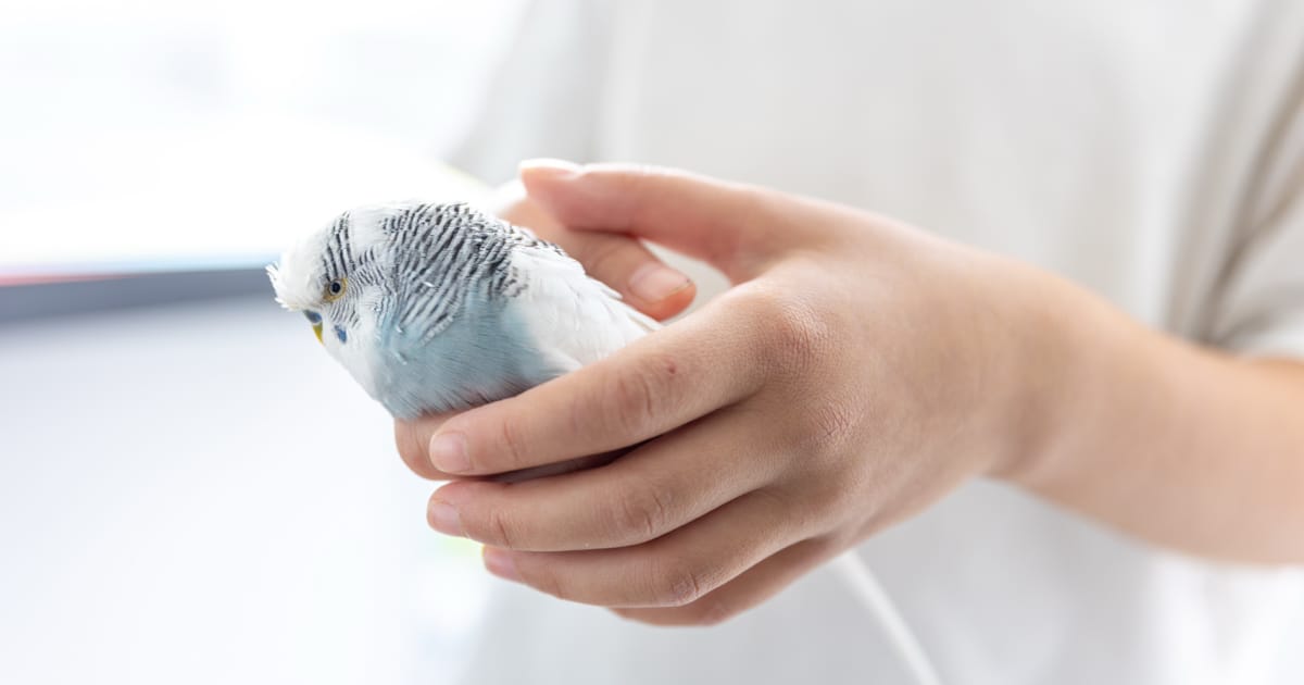 Kuşlarda Solunum Yolu Enfeksiyonları Belirtileri ve Tedavi Yöntemleri