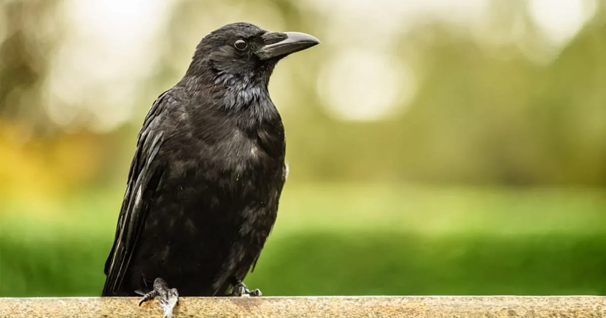 Ankara Karga Veterineri