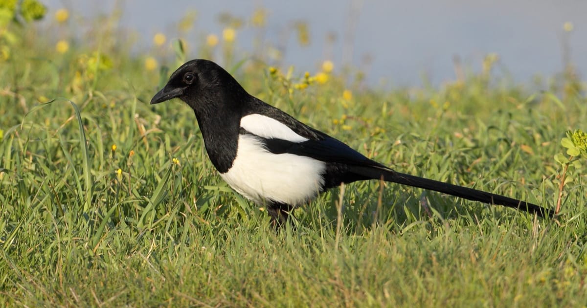 Ankara Saksağan Veterineri