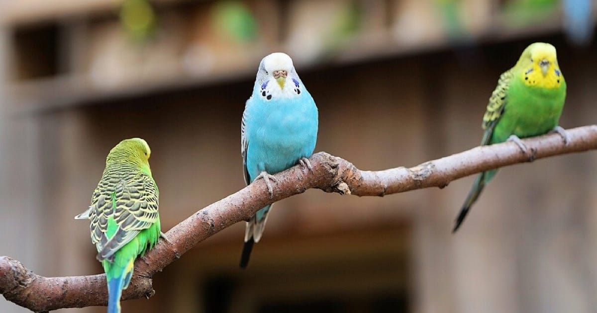 Evcil Kuşlar İçin Aşı Takvimi
