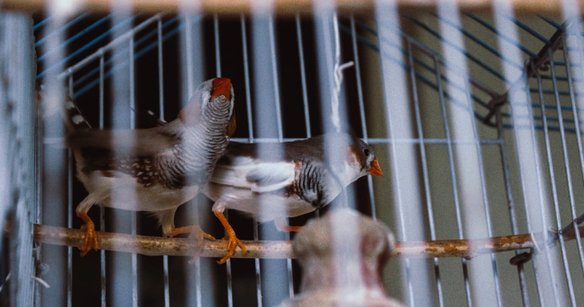 Kuşlar İçin Kafes Seçimi ve Yerleşimi