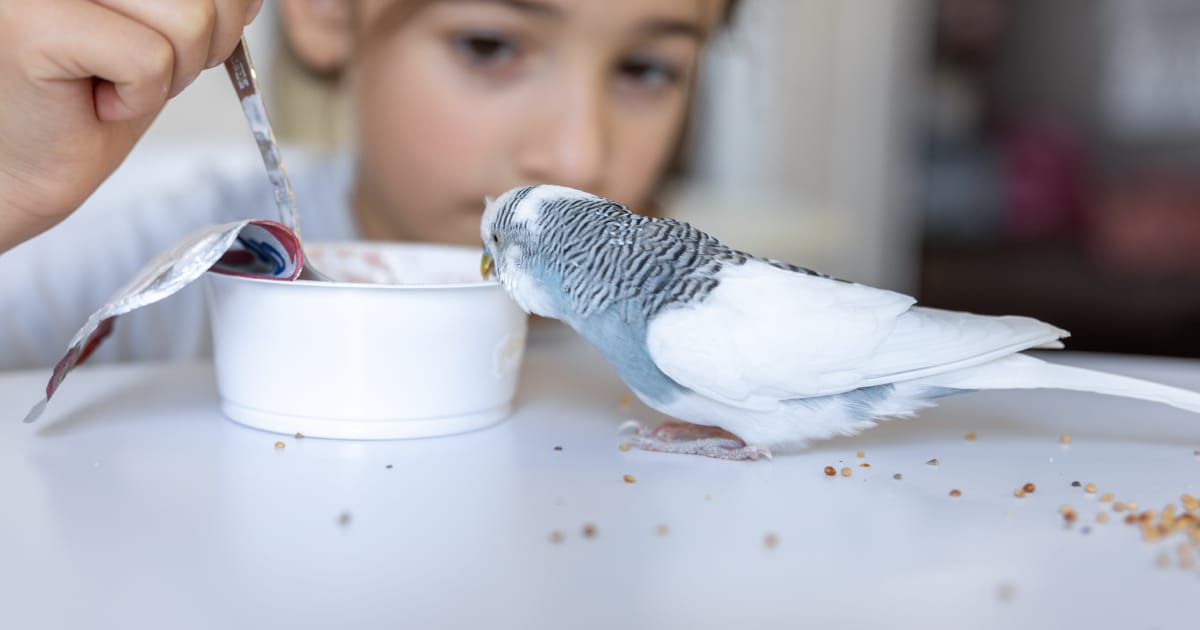 Kuşlarda İshal Neden Olur? Tedavi Süreci ve Korunma Yolları