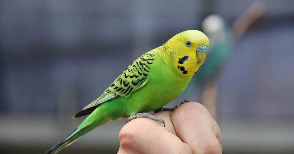 Muhabbet Kuşlarında Stres Belirtileri