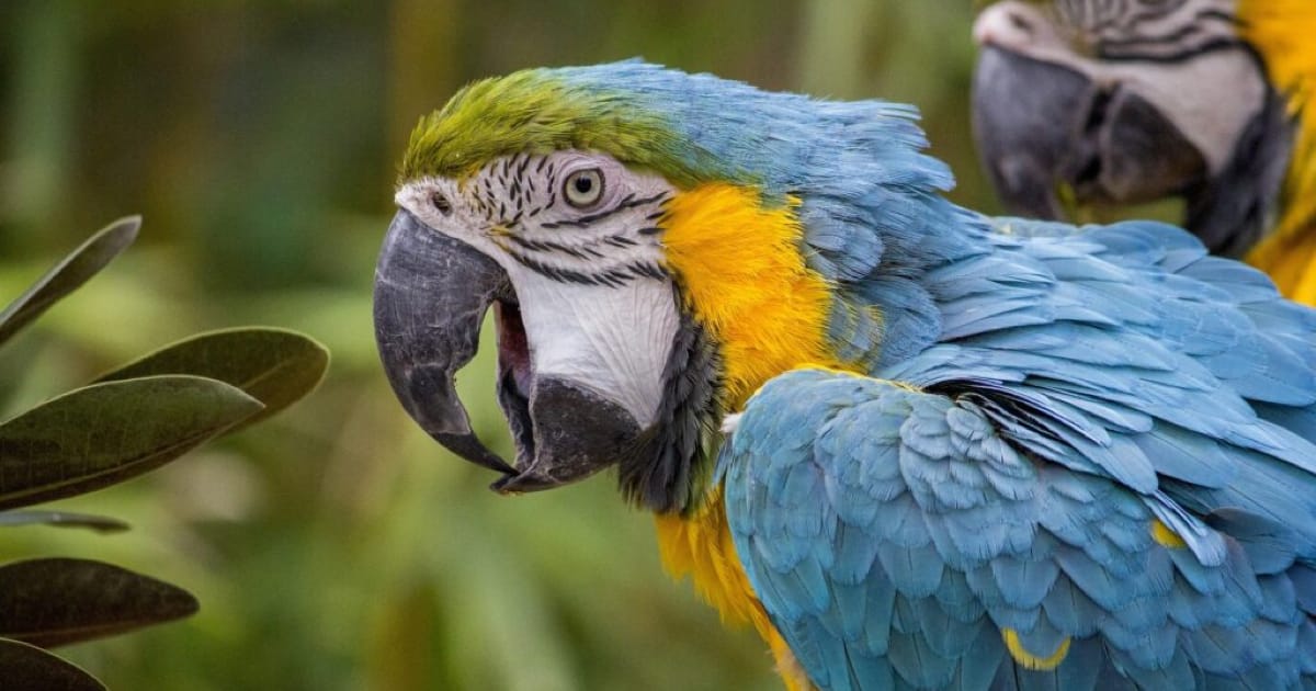 Papağanlarda Gaga Problemleri: Aşırı Uzama, Yaralanma ve Törpüleme