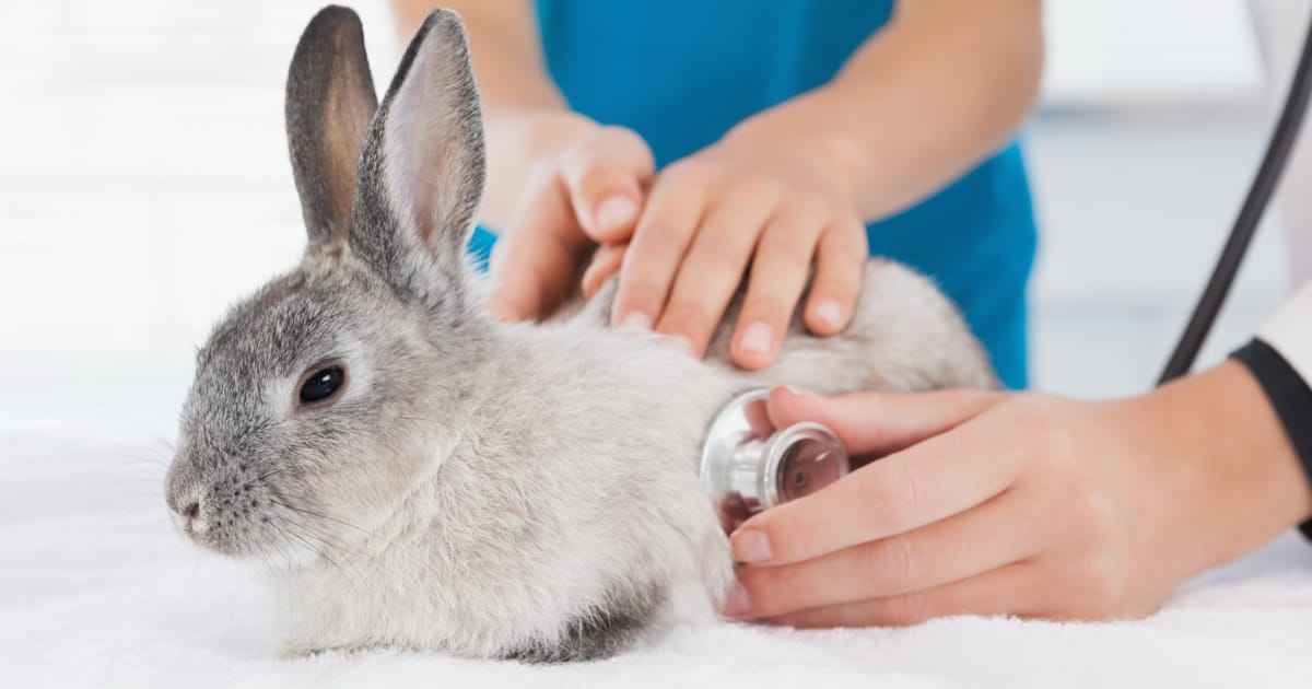 Ankara Tavşan Veterineri - Tavşanlar İçin Uzman Klinik - Humanimal