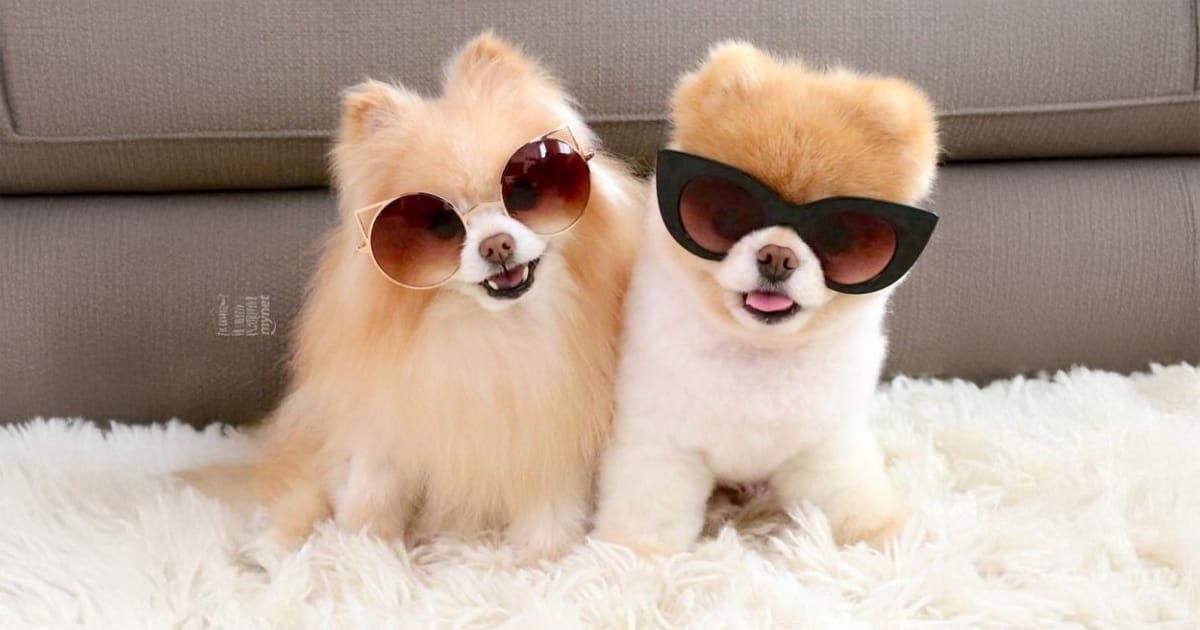 Evde Besleyebileceğiniz Tüy Dökmeyen Köpek Cinsleri