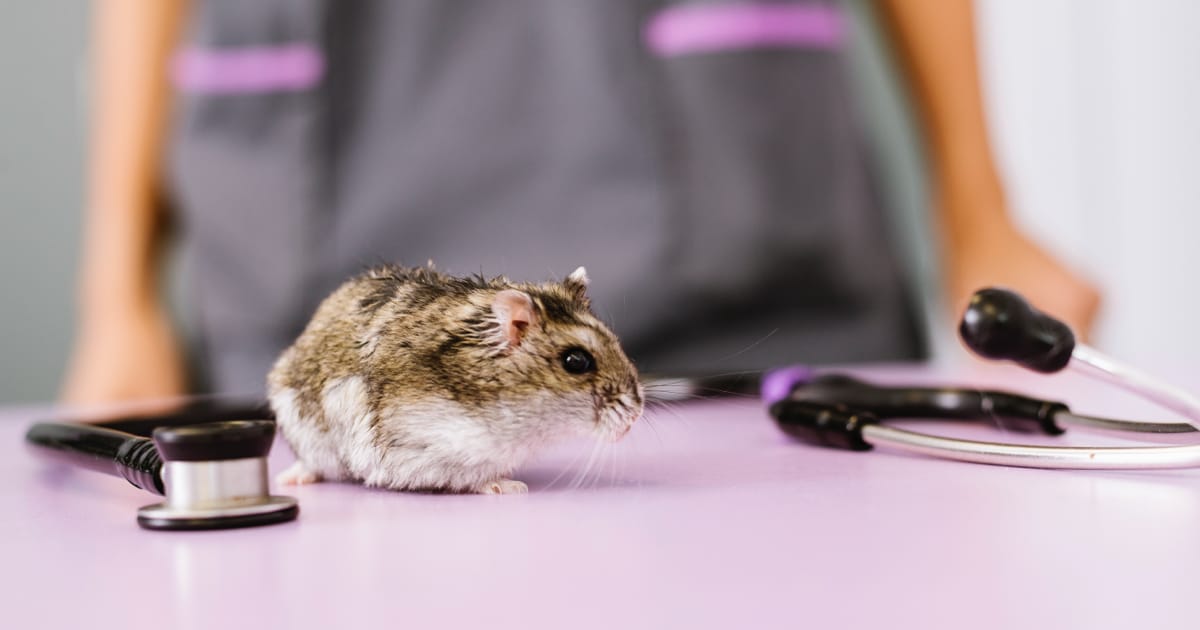 Ankara Hamster Veterineri