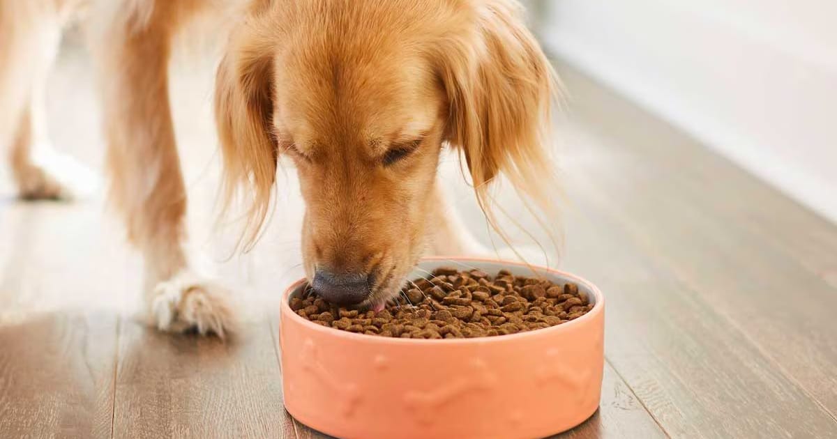 Köpeğinizin Beslenmesinde Dikkat Etmeniz Gerekenler