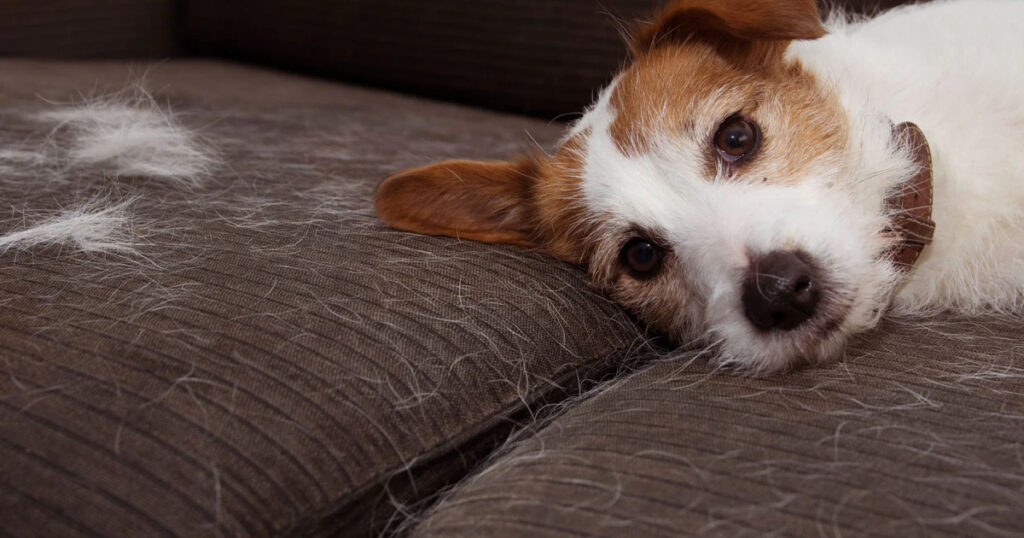 Köpeğinizin Tüy Dökmesi Normal mi? Ne Zaman Veterinere Gidilmeli?