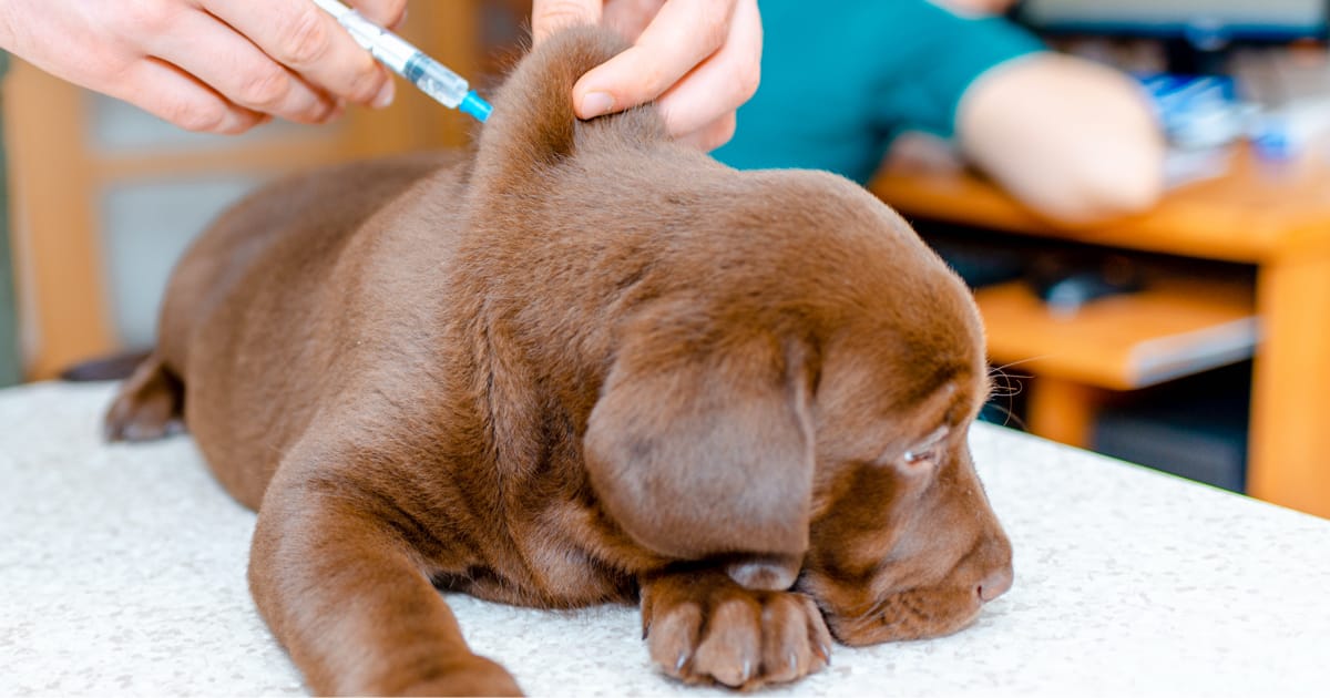 Köpeklerde Aşı Takvimi - Hangi Aşı Ne Zaman Yapılmalı?