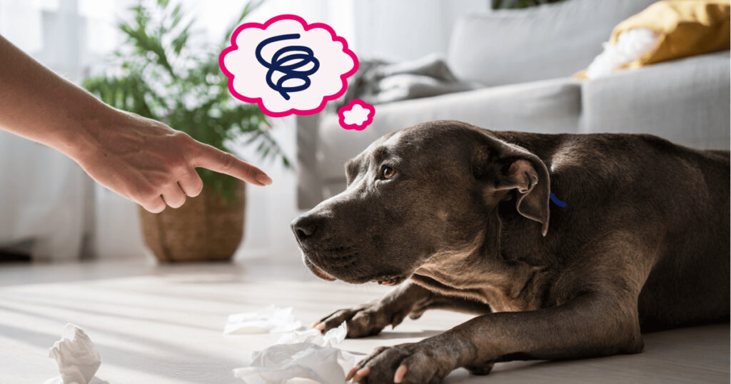 Köpeklerde Davranış Problemleri ve Profesyonel Çözümler