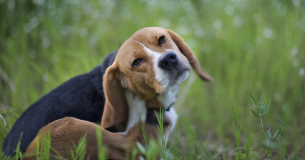 Köpeklerde Kene ve Parazit Koruması: En Etkili Yöntemler 2025