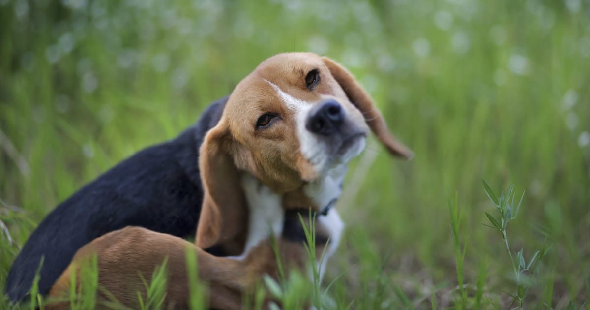Köpeklerde Kene ve Parazit Koruması: En Etkili Yöntemler 2025