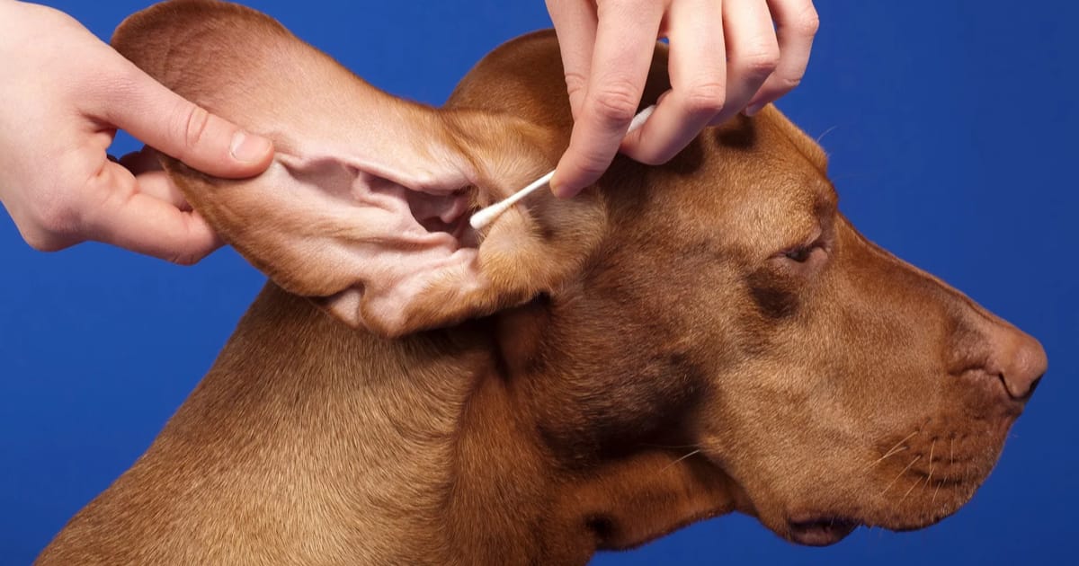 Köpeklerde Kulak Temizliği Nasıl Yapılır?