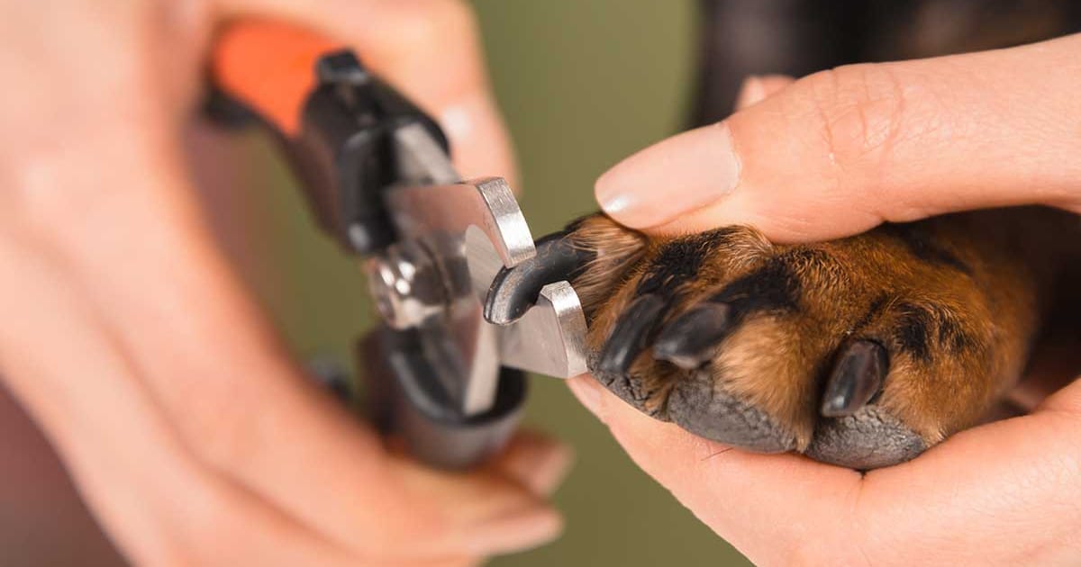 Köpeklerde Tırnak Kesimi Ne Zaman ve Nasıl Yapılmalı?