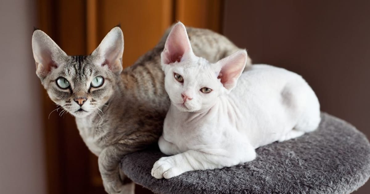 Tüy Dökmeyen veya En Az Tüy Döken Kediler