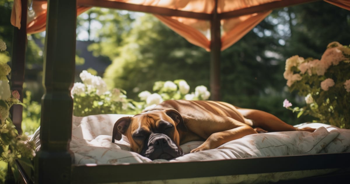 Veteriner Kontrolünde Ankara Pet Otel & Evcil Hayvan Pansiyonu