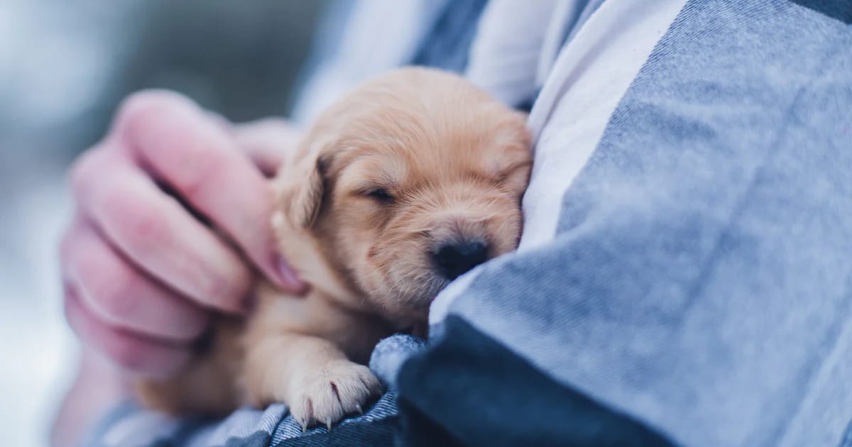 Yavru Köpek Sahiplenmeden Önce Bilmeniz Gerekenler