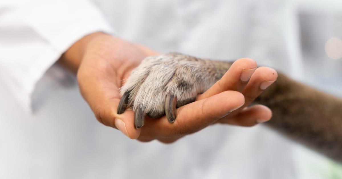 Ankara Ötanazi Veterineri