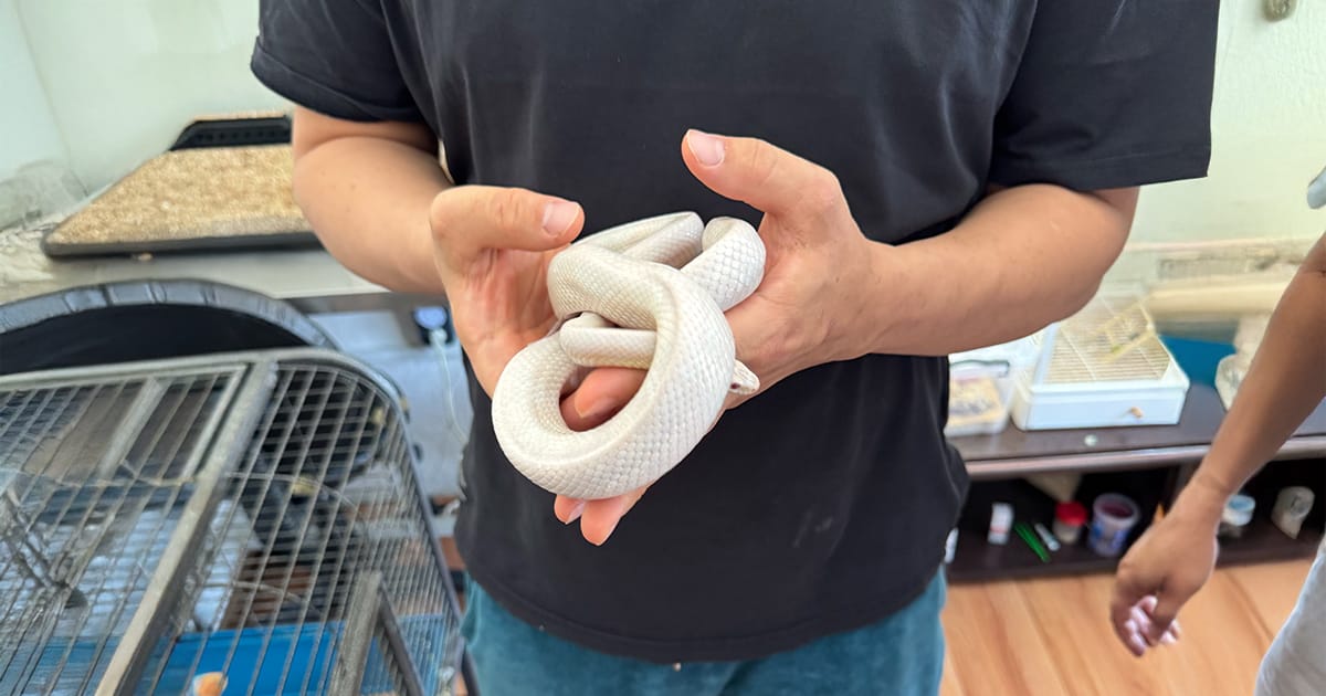 Ankara Yılan Veterineri