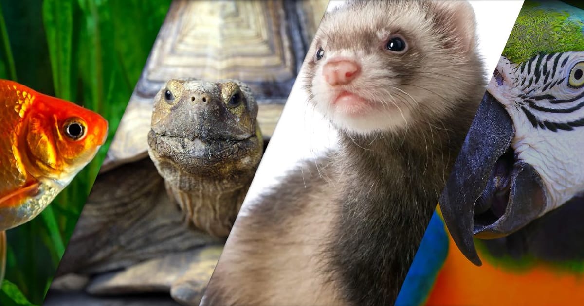 Egzotik Hayvan Veterineri