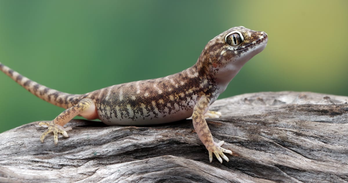 Gecko Veterineri