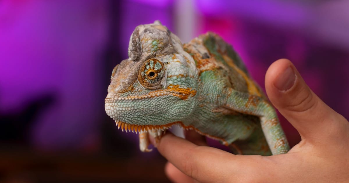 İguana Veterineri