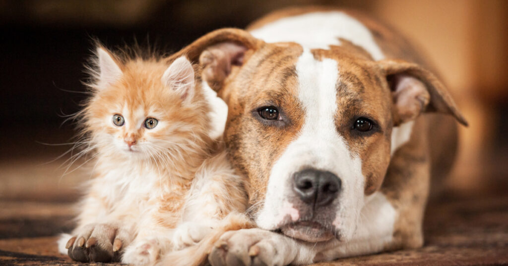 Kedi ve Köpeklerde Mantar Hastalığı Tedavisi
