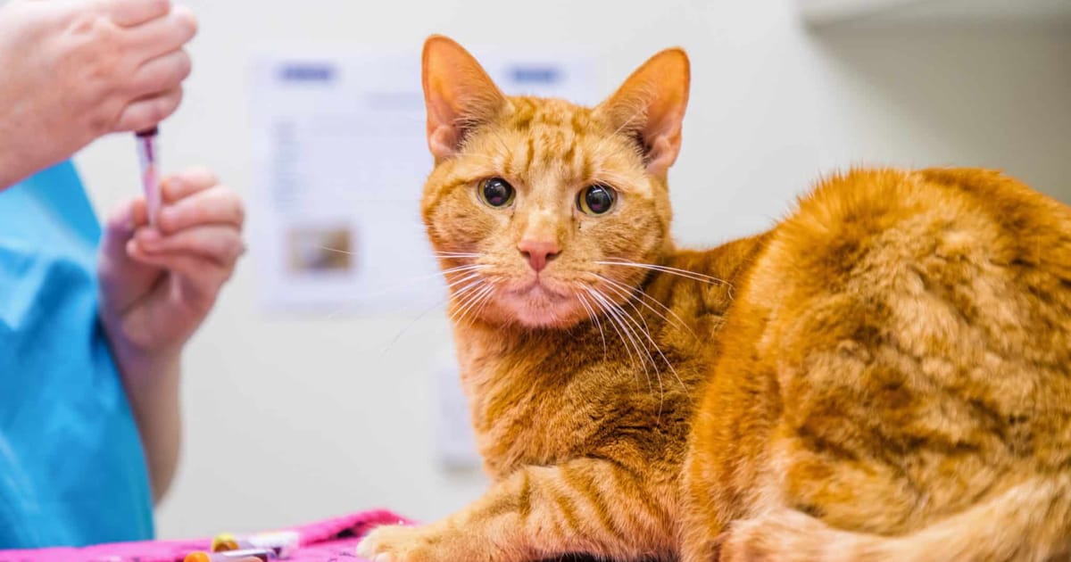 Kedilerde FIP Hastalığı ve Tedavisi