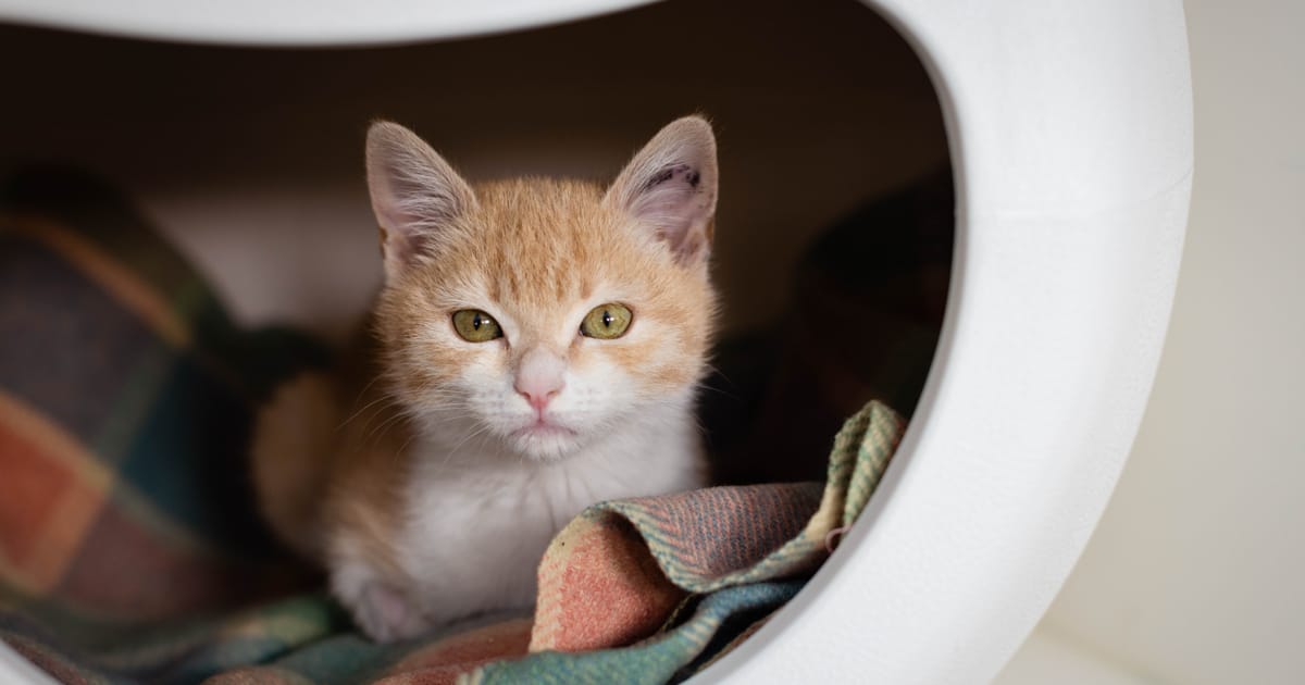 Kedilerde Gençlik Hastalığı (FPV) ve Tedavisi