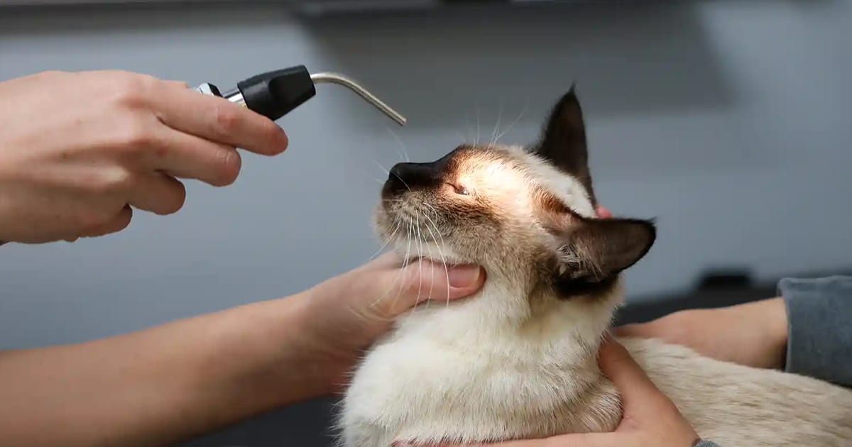 Kedilerde Koronavirüs (FCoV) ve Tedavisi