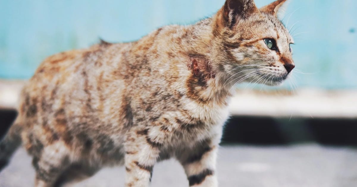 Kedilerde Lösemi (FeLV) Hastalığı ve Tedavisi