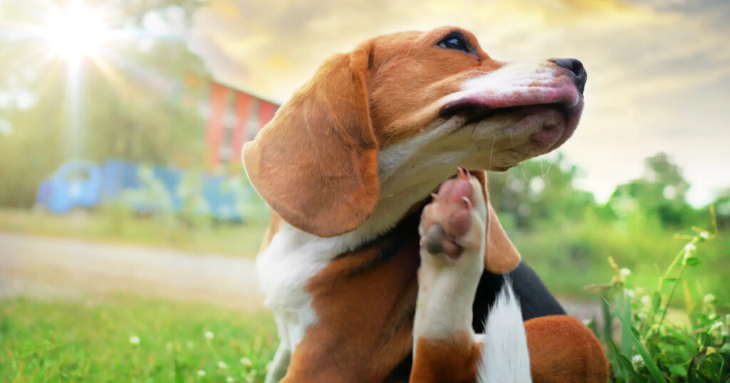 Köpeklerde Alerji Belirtileri Nelerdir ve Tedavi Süreci Nasıl İlerler?