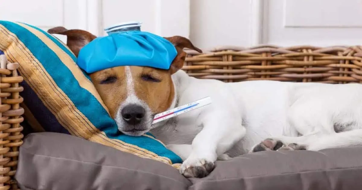 Köpeklerde En Sık Görülen 10 Hastalık ve Belirtileri