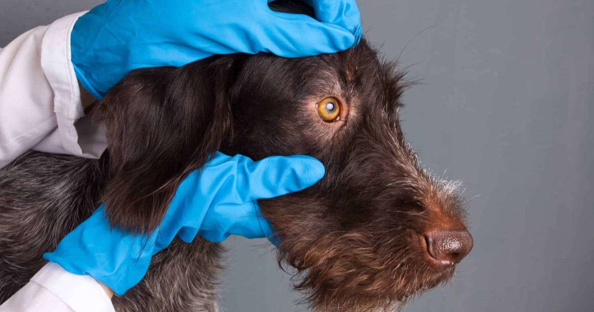 Köpeklerde Gençlik Hastalığı (Distemper) Tedavisi