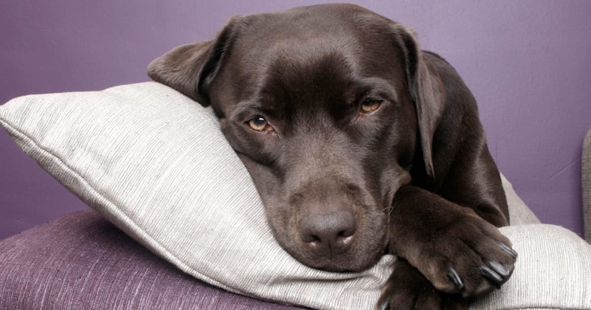 Köpeklerde Giardia Hastalığı ve Tedavisi