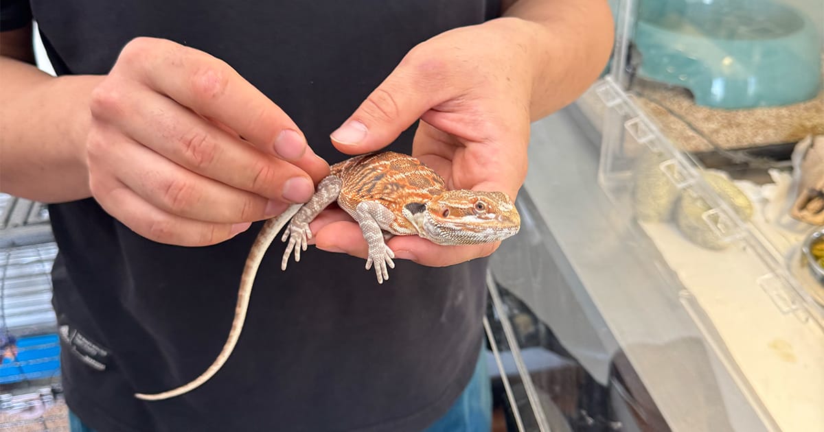 Sakallı Ejder Veterineri