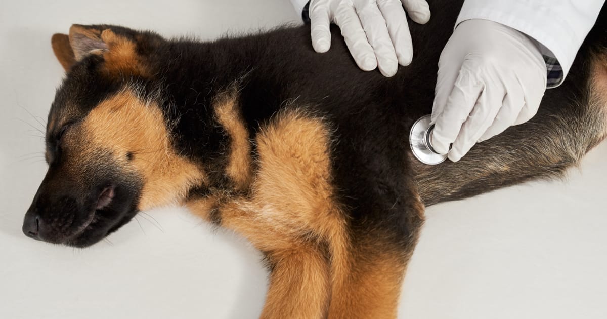 Yavru Köpeklerde Kanlı İshal (Parvo) Tedavisi